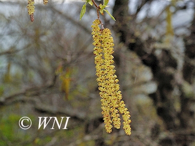 Yellow Birch (Betula alleghaniensis)